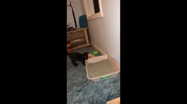 Midnight, the cat, defends his litter box