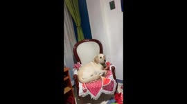 Dog Gets a Christmas Present Too