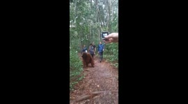 Unbothered orangutan strolls alongside tourists in Indonesian national park