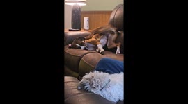 Boxer Contorts to Scratch Itchy Ear