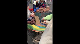 Adopted stray dog enjoys a nap with its grandma
