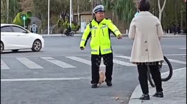 Clingy puppy hugs traffic policeman's leg while he works