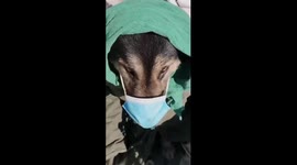 German Shepherd wears head scarf and face mask to protect from cold