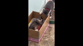 Playful short-haired cat annoys sleeping kitty in China