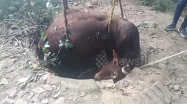 Bull rescued after it fell into 70-feet deep well in northern India