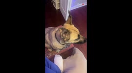 Curious canine charms with adorable reactions to a playful sound