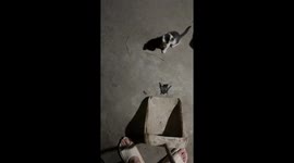 Kitten scares away tiny bat while riding dustpan