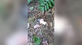 Abandoned newborn baby girl found alive next to villager's house on Christmas Eve