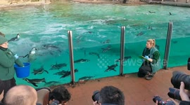 Feeding and counting Penguins at London Zoo, UK