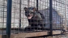Forest officials capture five grave badgers in central India