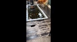 Smart Golden Retriever rescues drowning pigeon from garden pond