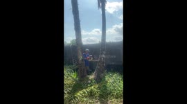 Farmer cuts coconut tree that demolishes concrete fence in DIY fail