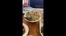 Wild bird joins woman for dinner and sits in her bowl of soup