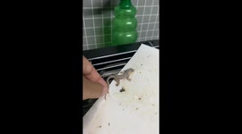 Resident saves lizard stuck to sticky fly trap