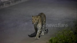 Leopard strays in middle of road at night in northern India