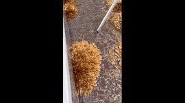 Nature's ground-blossom ballet: mesmerizing swarm of flying termites