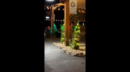 Black bear encounter at Anakeesta Mountain restaurant