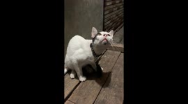Captivated feline: unyielding stare at a Bogor lizard