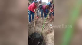 Calf rescued after falling into 50-feet-deep well in northern India