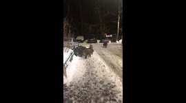 Wild boars roam Mytishchi streets: residents share food amidst rising concerns of unwanted encounters