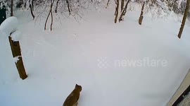 Rare footage captures lynx supermom and her trio exploring Priozersky District, Leningrad Region