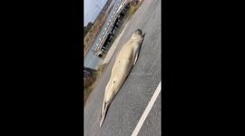 Sleepy seal soaks up sun in the middle of the street