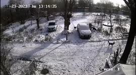 Brave woman escapes attack from pack of 10 stray dogs