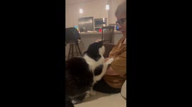 Comforting companion: a cat's support through grief