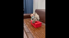Playful encounter: Monkey, cat have hilarious teasing session
