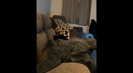 Caught on camera: boyfriend's hilarious seat-snatching cat encounter!
