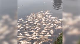 Unexplained mass deaths of park lake's silver carp spark worry