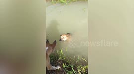 Dog jumps into canal to help pooch friend climb up banks