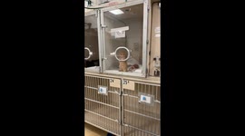 Tiny Kitten Does Air Biscuits at the Vet