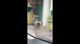 Captivating footage shows a dog comforting a sad boy