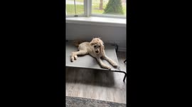 Scene Dog Insists It's Not A Phase