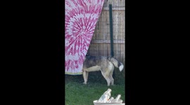 Husky Hides Behind Hanging Towel