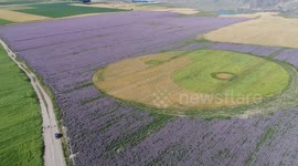 The Latest And Longest Blooming Period Zhaosu Rapeseed flower in China