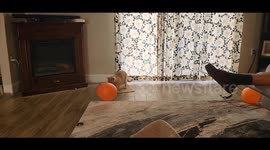 Ginger Kitten Finds Fun by Playing Toss with a Balloon