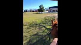 Rancher Ropes Escaping Calf