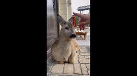 Bam the houseguest: deer lounges under cheese factory as antlers emerge