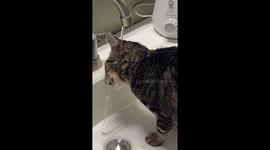 Kitten Drinks Water Weird