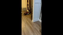 Frenchie Puppies Attempt to Escape From Pen