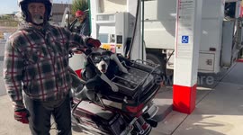 Traveling Dogs Meet At The Gas Station