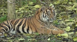 Annual stock take of animals carried out in London Zoo