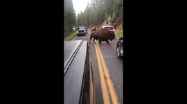 Bison wreaks havoc on the road in Yellowstone National Park, nearly attacks man