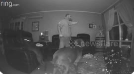 Rambunctious trio of dogs knock down Christmas tree