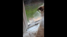 Squirrel Teases Dog Through Window