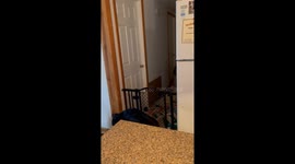 Clever Dog Outsmarts Dog Gate