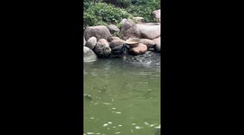 Black swan appears to feed school of fish in pond