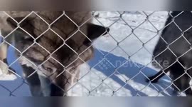 Wolf struggles to stay awake while sunbathing in snow-covered enclosure